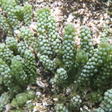 Caulerpa racemosa	