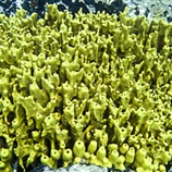 Σπόγγος των Σπηλαίων - Sponge