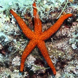 Αστερίας - Sea star