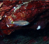 Cheilodipterus-novemstriatus.jpg