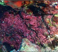 Crustose-coralline-algae-1.jpg