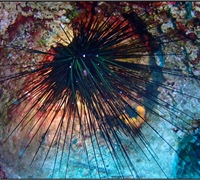 Diadema-setosum-(sea-urchin).jpg
