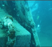 Chama-pacifica-(bivalve)-1.jpg