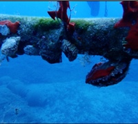 Chama-pacifica-(bivalve)-2.jpg