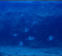 Diplodus-vulgaris-1.jpg