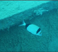 Diplodus-vulgaris-2.jpg