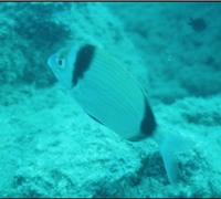 Diplodus-vulgaris-3.jpg
