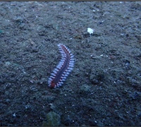 Hermodice-carunculata.jpg