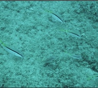 Parupeneus-forsskali.jpg