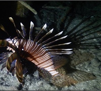 Pterois-miles.jpg