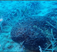 Sarcotragus-sp.jpg