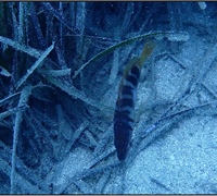 Serranus-scriba.jpg
