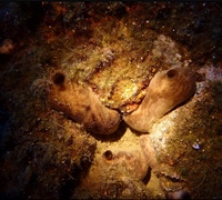 Chondrosia-reniformis.jpg