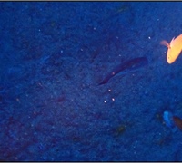 Chromis-chromis-1.jpg