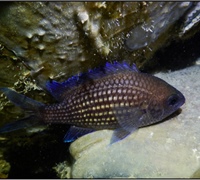 Chromis-chromis-2.jpg