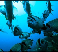 Diplodus-vulgaris.jpg