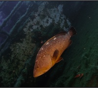 Epinephelus-marginatus.jpg