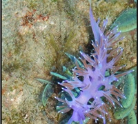 Flabellina-affinis.jpg