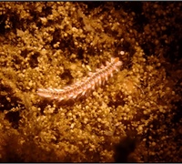 Hermodice-carunculata.jpg