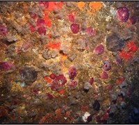 Phorbas-topsenti-.jpg