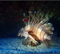 Pterois-miles.jpg