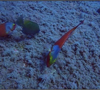 Sparisoma-cretense.jpg