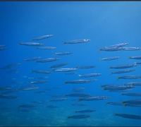 Sphyraena-chrysotaenia.jpg