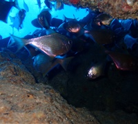 Cave-2.jpg