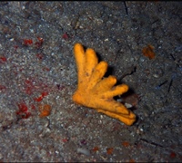 Axinella-verrucosa-.jpg