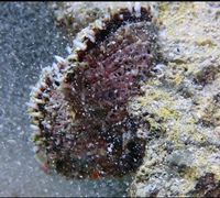 Chama-pacifica.jpg