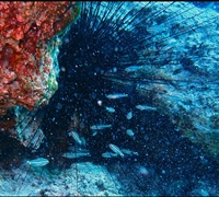 Cheilodipterus-novemstriatus.jpg