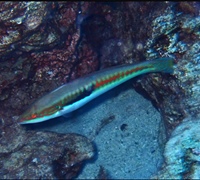 Coris-julis.jpg