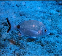Diplodus-sargus.jpg