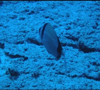 Diplodus-vulgaris-.jpg