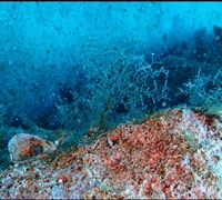 Eudendrium-racemosum-2.jpg