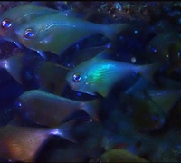Pempheris-rhomboidea-1.jpg