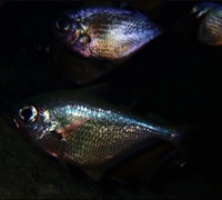 Pempheris-rhomboidea-2.jpg