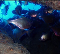 Pempheris-rhomboidea-3.jpg