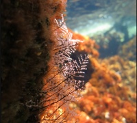 Pennaria-disticha.jpg