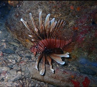 Pterois-miles-.jpg