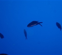 Chromis-chromis.jpg