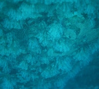 Clavelina-lepadiformis.jpg