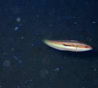 Coris-julis.jpg