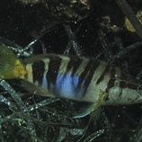 Perca fluviatilis