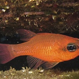 Apogon imberbis