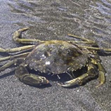 Carcinus aestuarii