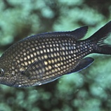 Chromis chromis