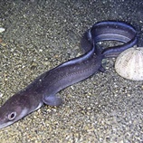 Conger conger