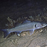 Dicentranchus labrax	