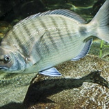 Diplodus sargus